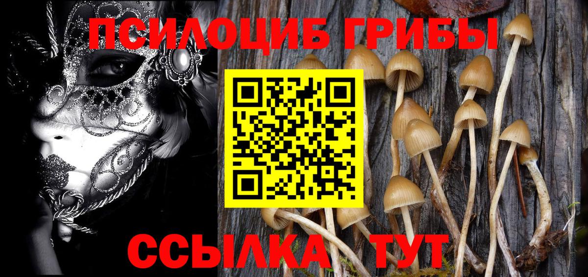 Галлюциногенные грибы Psilocybe Усть-Джегута